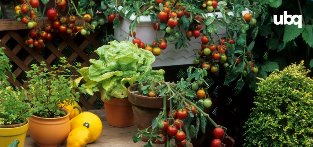 Close-up of a home garden with potted tomatoes, lettuce, herbs, and squash growing in vibrant containers.